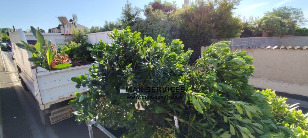 Plantation de haie