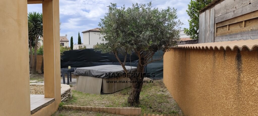 Taille de Palmiers, Yuccas et Oliviers