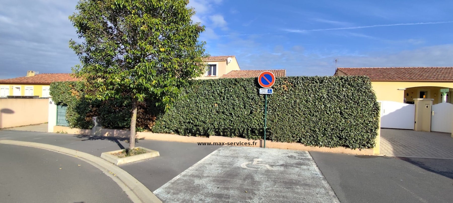 Taille haie Eleagnus