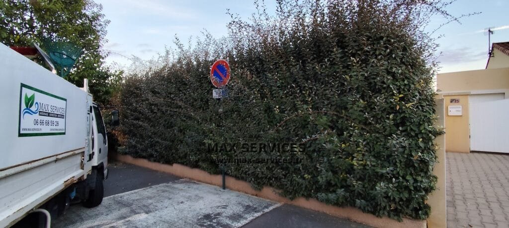 Taille haie Eleagnus
