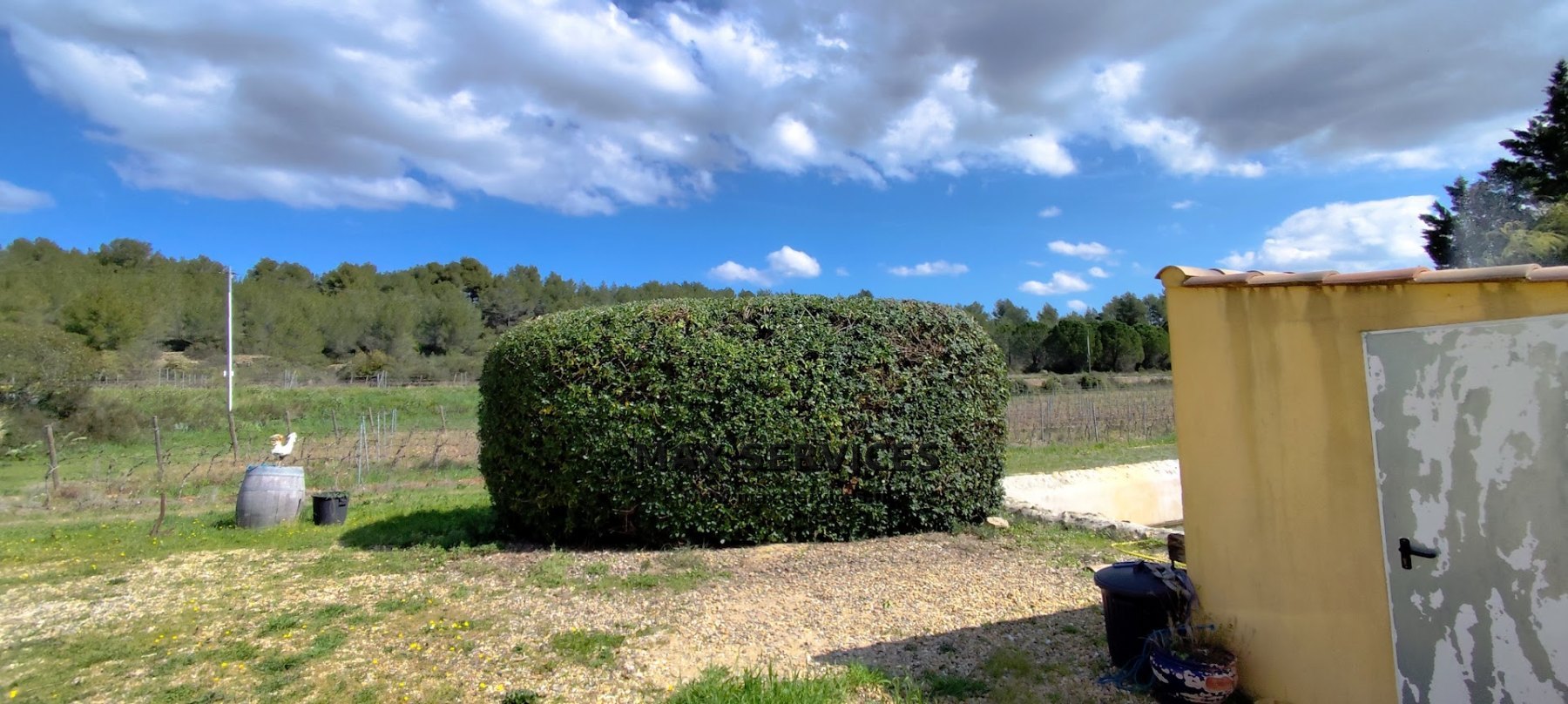 Taille Pittosporum