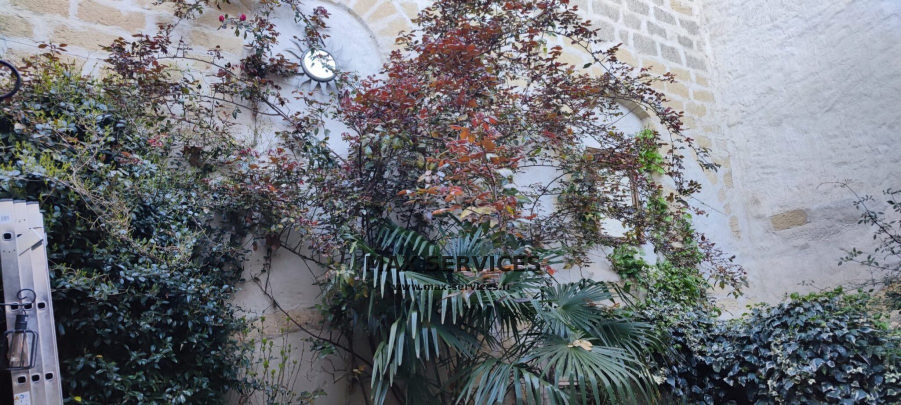 Taille Rosier et Yucca