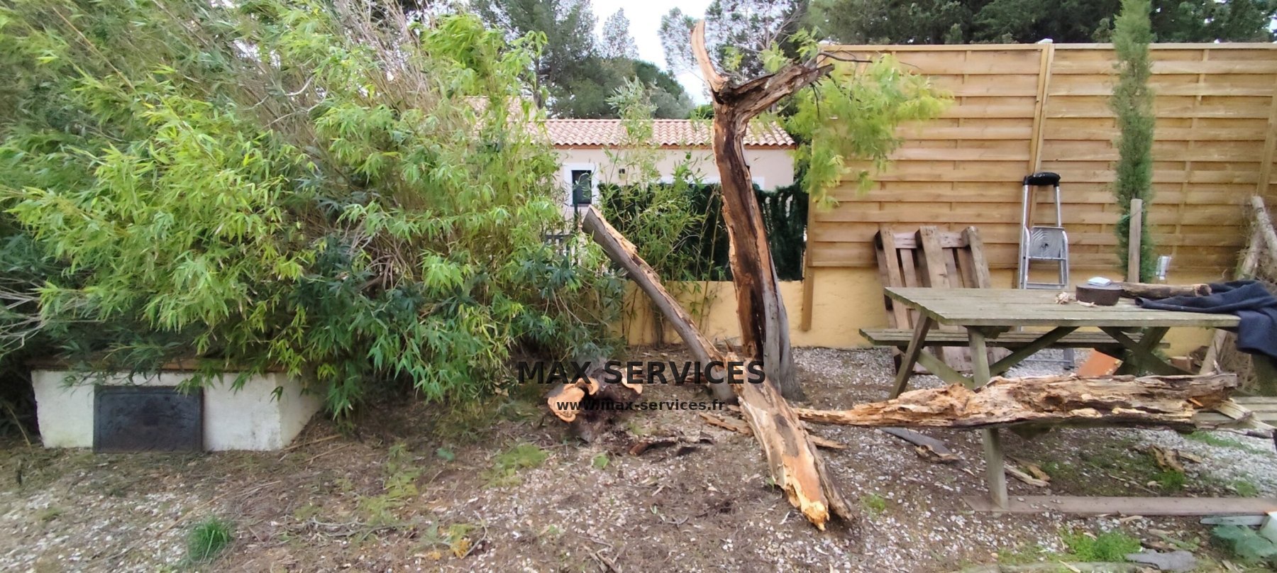Tempête Nils : abattage Mimosa