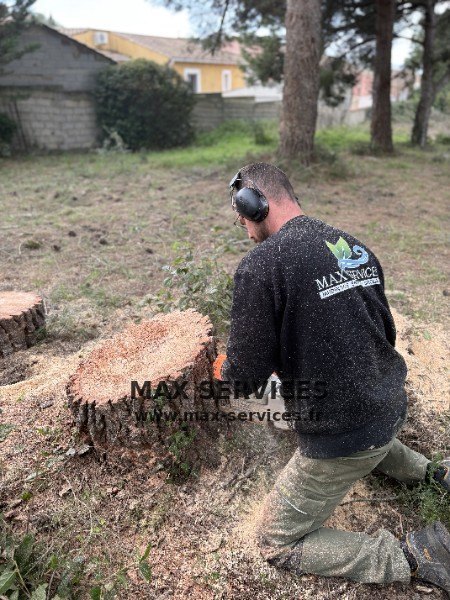 Tempête Nils : deux géants abattus en urgence