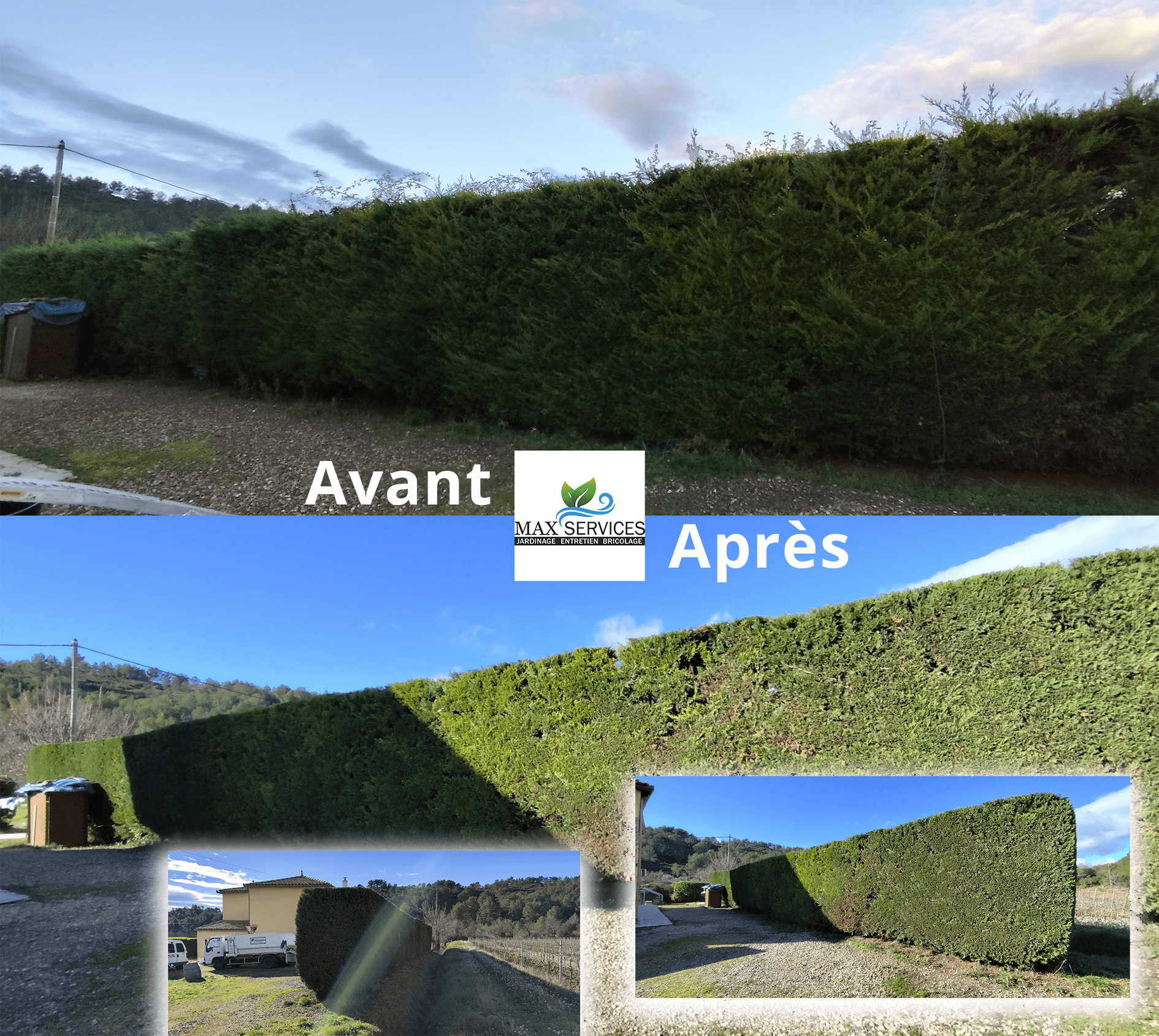 Taille haie de Thuyas