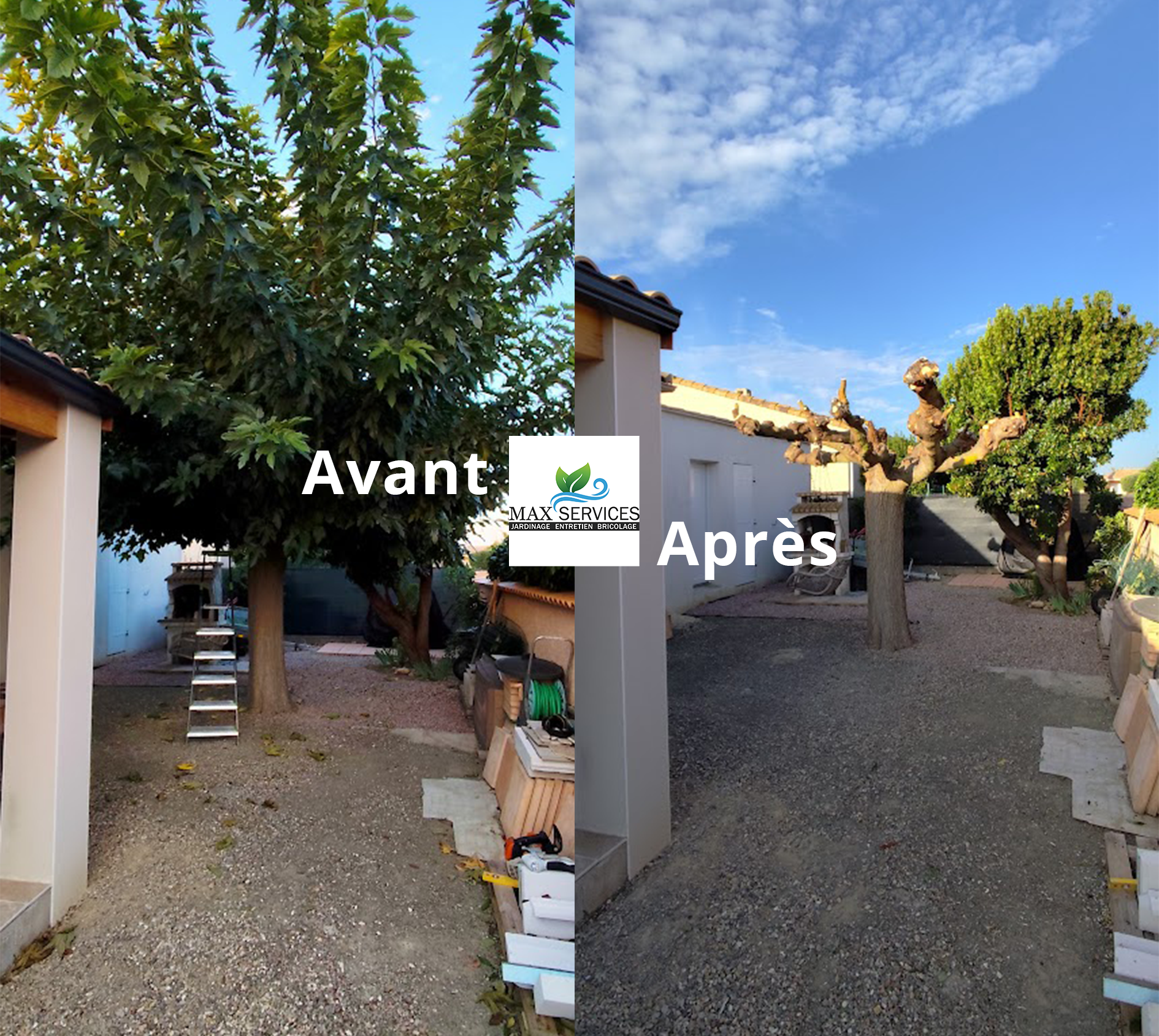 Taille Mûrier Platane
